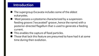 Introduction:
 The supergroup Excavata includes some of the oldest
eukaryotes.
 Most possess a cytostome characterized by a suspension-
feeding groove ("excavated" groove ,hence the name) with a
posterior-directed flagellum that is used to generate a feeding
current.
 This enables the capture of food particles.
 Those that lack this feature are presumed to have had it at some
time during their evolution.
 