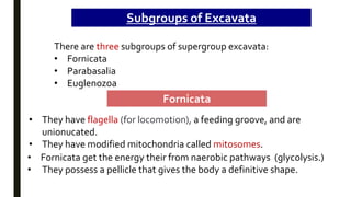 Subgroups of Excavata
There are three subgroups of supergroup excavata:
• Fornicata
• Parabasalia
• Euglenozoa
Fornicata
• They have flagella (for locomotion), a feeding groove, and are
unionucated.
• They have modified mitochondria called mitosomes.
• Fornicata get the energy their from naerobic pathways (glycolysis.)
• They possess a pellicle that gives the body a definitive shape.
 