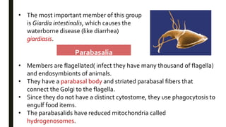 • The most important member of this group
is Giardia intestinalis, which causes the
waterborne disease (like diarrhea)
giardiasis.
Parabasalia
• Members are flagellated( infect they have many thousand of flagella)
and endosymbionts of animals.
• They have a parabasal body and striated parabasal fibers that
connect the Golgi to the flagella.
• Since they do not have a distinct cytostome, they use phagocytosis to
engulf food items.
• The parabasalids have reduced mitochondria called
hydrogenosomes.
 