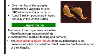 • One member of this group is
Trichomonas vaginalis causes
STD(tricomoniasis) in humans.
• About 7 million people are infected
annually in the United States.
Euglenozoa
Members of the Euglenozoa are either
1:Phytoflagelled(photosynthesizing)
2:Zooflagellated (particle-feeding and parasitic)
• The main morphological feature of the euglenozoans is the
presence of spiral or crystalline rod of unknown function inside one
of their flagella.
 