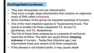 Zooflagellated protozoa
• They lack chloroplasts and are heterotrophic.
• They have a single, large mitochondria that contains an organized
mass of DNA called kinetoplats .
• Some members of this group are important parasites of humans.
• One of the most important species Is Trypanosoma brucei. This
specie is divided into three subspecies:T.b. brucei,T.b.
gambiense, and T.b. rbodesiense.
• The first of these three subspecies is a parasite of nonhuman
mammals of Africa. The latter two cause African sleeping
sickness in humans , Tsetse flies (Glossina app.) are
intermediate hosts and vectors of all three subspecies.
• If this disease is not treated earlier, it may causes death
 