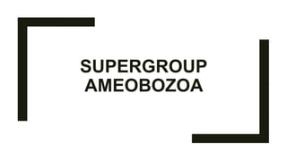 SUPERGROUP
AMEOBOZOA
 