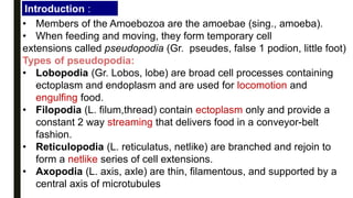 • Members of the Amoebozoa are the amoebae (sing., amoeba).
• When feeding and moving, they form temporary cell
extensions called pseudopodia (Gr. pseudes, false 1 podion, little foot)
Types of pseudopodia:
• Lobopodia (Gr. Lobos, lobe) are broad cell processes containing
ectoplasm and endoplasm and are used for locomotion and
engulfing food.
• Filopodia (L. filum,thread) contain ectoplasm only and provide a
constant 2 way streaming that delivers food in a conveyor-belt
fashion.
• Reticulopodia (L. reticulatus, netlike) are branched and rejoin to
form a netlike series of cell extensions.
• Axopodia (L. axis, axle) are thin, filamentous, and supported by a
central axis of microtubules
Introduction :
 