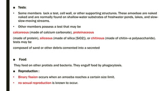 ■ Tests:
• Some members lack a test, cell wall, or other supporting structures. These amoebae are naked
naked and are normally found on shallow-water substrates of freshwater ponds, lakes, and slow-
slow-moving streams.
• Other members possess a test that may be
calcareous (made of calcium carbonate), proteinaceous
(made of protein), siliceous (made of silica [SiO2]), or chitinous (made of chitin—a polysaccharide).
tests may be
composed of sand or other debris cemented into a secreted
■ Food:
They feed on other protists and bacteria. They engulf food by phagocytosis.
■ Reproduction :
• Binary fission occurs when an amoeba reaches a certain size limit.
• no sexual reproduction is known to occur.
 