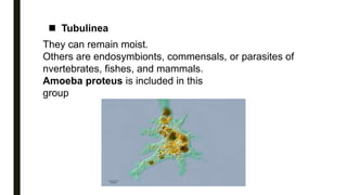  Tubulinea
They can remain moist.
Others are endosymbionts, commensals, or parasites of
nvertebrates, fishes, and mammals.
Amoeba proteus is included in this
group
 