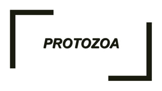 PROTOZOA
 