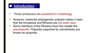 • These protozoans are amoeboid in morphology.
 Introduction :
• However, molecular phylogenetic analysis makes it clear
that the Amoeboza and Rhizaria are not sister taxa.
• Some members of the Rhizaria have fine needle like
pseudopodia. Filopodia supported by microtubules are
known as axopodia.
 