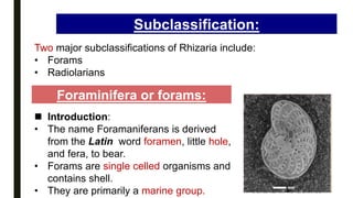 Subclassification:
Two major subclassifications of Rhizaria include:
• Forams
• Radiolarians
Foraminifera or forams:
 Introduction:
• The name Foramaniferans is derived
from the Latin word foramen, little hole,
and fera, to bear.
• Forams are single celled organisms and
contains shell.
• They are primarily a marine group.
 