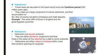  Importance :
• Foram tests are abundant in the fossil record since the Cambrian period (543
million years ago).
• They make up a large component of marine sediments, and their
accumulation on
the floor of oceans resulted in limestone and chalk deposits.
Example : The white cliffs of Dover in England and the
great Egyptian pyramids
 Heliozoans:
• Heliozoans are aquatic protozoa.
• They are either planktonic (organisms that float
freely in the water.)or live attached by a stalk to some substrate.
• Heliozoans are either naked or enclosed within a test
that contains openings for axopodia
 