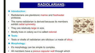 RADIOLARIANS:
 Introduction :
• Radiolarians are planktonic marine and freshwater
protozoa.
• The name radiolarian is derived because its members
exhibit radial symmetry
• They are relatively large in size.
• Mostly lives in colony so it is called colonial.
 Tests:
• Tests or shells of radiolarian are silicious i.e made of silica.
 Morphology :
• It's morphology can be simple to complex.
• All members have a porous capsular wall through which
 
