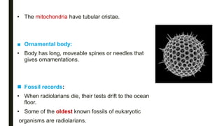 • The mitochondria have tubular cristae.
■ Ornamental body:
• Body has long, moveable spines or needles that
gives ornamentations.
 Fossil records:
• When radiolarians die, their tests drift to the ocean
floor.
• Some of the oldest known fossils of eukaryotic
organisms are radiolarians.
 