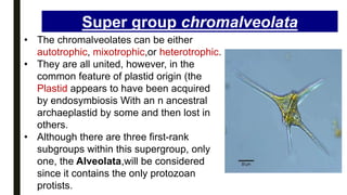 • The chromalveolates can be either
autotrophic, mixotrophic,or heterotrophic.
• They are all united, however, in the
common feature of plastid origin (the
Plastid appears to have been acquired
by endosymbiosis With an n ancestral
archaeplastid by some and then lost in
others.
• Although there are three first-rank
subgroups within this supergroup, only
one, the Alveolata,will be considered
since it contains the only protozoan
protists.
Super group chromalveolata
 