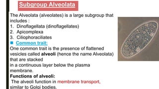 Subgroup Alveolata
The Alveolata (alveolates) is a large subgroup that
includes :
1. Dinoflagellata (dinoflagellates)
2. Apicomplexa
3. Ciliophoraciliates
 Common trait:
One common trait is the presence of flattened
vesicles called alveoli (hence the name Alveolata)
that are stacked
in a continuous layer below the plasma
membrane.
Functions of alveoli:
The alveoli function in membrane transport,
similar to Golgi bodies.
 