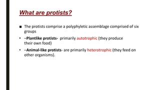 What are protists?
■ The protists comprise a polyphyletic assemblage comprised of six
groups
• –Plantlike protists- primarily autotrophic (they produce
their own food)
• –Animal-like protists- are primarily heterotrophic (they feed on
other organisms).
 