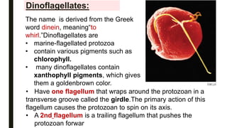 Dinoflagellates:
The name is derived from the Greek
word dinein, meaning“to
whirl.”Dinoflagellates are
• marine-flagellated protozoa
• contain various pigments such as
chlorophyll.
• many dinoflagellates contain
xanthophyll pigments, which gives
them a goldenbrown color.
• Have one flagellum that wraps around the protozoan in a
transverse groove called the girdle.The primary action of this
flagellum causes the protozoan to spin on its axis.
• A 2nd flagellum is a trailing flagellum that pushes the
protozoan forwar
 