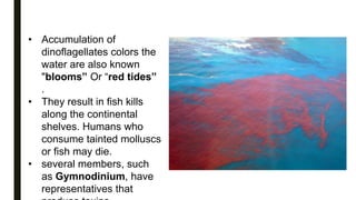 • Accumulation of
dinoflagellates colors the
water are also known
"blooms” Or “red tides”
.
• They result in fish kills
along the continental
shelves. Humans who
consume tainted molluscs
or fish may die.
• several members, such
as Gymnodinium, have
representatives that
 