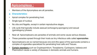 Apicomplexa :
• Members of the Apicomplexa are all parasites.
■ Characteristics:
• Apical complex for penetrating host.
• Single type of nucleus
• No cilia and flagella, except in certain reproductive stages.
• Life cycle that typically include asexual (schizogony,sporogony) and sexual
(gametogony) phases.
• Near all Apicomplexans are parasites of animals and some cause serious disease.
• These parasites spraed through their hosts as tiny infectious cells called sporozoites
• Apicomplexans are so named because one end (the apex) of the sporozoite contains a
complex of organelles specialized for penetrating host cells and Tissues.
• Certain members such as Cryptosporidium, Toxoplasma, Cyclospora, babesia and
Plasmodium cause a variety of diseases in domestic animals and humans.
 
