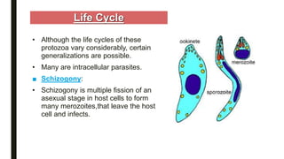 Life Cycle
• Although the life cycles of these
protozoa vary considerably, certain
generalizations are possible.
• Many are intracellular parasites.
■ Schizogony:
• Schizogony is multiple fission of an
asexual stage in host cells to form
many merozoites,that leave the host
cell and infects.
 