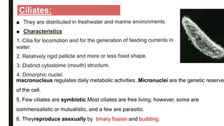 Ciliates:
macronucleus regulates daily metabolic activities..Micronuclei are the genetic reserve
of the cell.
5. Few ciliates are symbiotic.Most ciliates are free living; however, some are
commensalistic or mutualistic, and a few are parasitic.
6. Theyreproduce asexually by binary fission and budding.
 