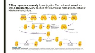 7.They reproduce sexually by conjugation.The partners involved are
called conjugants. Many species have numerous mating types, not all of
which are compatible.
 