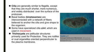  Cilia are generally similar to flagella, except
that they are much shorter, more numerous,
and widely distributed over the surface of the
protozoan.
 Basal bodies (kinetosomes) are
interconnected with a network of fibers
believed to anchor the cilia and give shape to
the organism.
 Some have specialized cilia cirri, which are
used in movement.
 Trichocysts are pellicular structures
primarily used for Protection. They are rodlike
or oval organelles oriented perpendicular to
the plasma membrane.
 