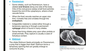■ Paramecium:
• Some ciliates, such as Paramecium, have a
ciliated oral Groove along one side of the body .
Cilia of the oral groove sweep small food particles
toward the end of the cytopharynx, where a food
vacuole forms.
• When the food vacuole reaches an upper size
limit, it breaks free and circlates through the
endoplasm.
• Indigestible material is voided either through a
temporary opening or through a permanent
cytopyge which is found in many ciliates.
• Some free-living ciliates prey upon other protists or
small animals. Prey capture is usually a case of
fortuitous contact.
■ Didinium:
The ciliate Didinium feeds principally on Paramecium,
a prey that is bigger than itself. Didinium forms a
temporary opening that can greatly enlarge to
consume its prey .
 