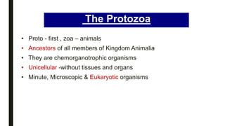 The Protozoa
• Proto - first , zoa – animals
• Ancestors of all members of Kingdom Animalia
• They are chemorganotrophic organisms
• Unicellular -without tissues and organs
• Minute, Microscopic & Eukaryotic organisms
 