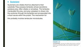 ■ Suctorians:
Suctorians are ciliates that live attached to their
substrate.They possess tentacles whose secretions
paralyze prey, often ciliates or amoebae. The tentacles
manipulate the prey, and prey cytoplasm is drawn into
the suctorian through the tentacles and encoporated into
a food vacule within the protist. The mechanism for
this probably involves tentacular microtubules.
.
 