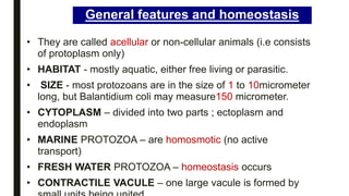 General features and homeostasis
• They are called acellular or non-cellular animals (i.e consists
of protoplasm only)
• HABITAT - mostly aquatic, either free living or parasitic.
• SIZE - most protozoans are in the size of 1 to 10micrometer
long, but Balantidium coli may measure150 micrometer.
• CYTOPLASM – divided into two parts ; ectoplasm and
endoplasm
• MARINE PROTOZOA – are homosmotic (no active
transport)
• FRESH WATER PROTOZOA – homeostasis occurs
• CONTRACTILE VACULE – one large vacule is formed by
 