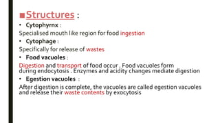 ■Structures :
• Cytophyrnx :
Specialised mouth like region for food ingestion
• Cytophage :
Specifically for release of wastes
• Food vacuoles :
Digestion and transport of food occur . Food vacuoles form
during endocytosis . Enzymes and acidity changes mediate digestion
• Egestion vacuoles :
After digestion is complete, the vacuoles are called egestion vacuoles
and release their waste contents by exocytosis
 