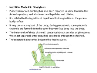 • Nutrition: Mode # 2. Pinocytosis:
• Pinocytosis or cell-drinking has also been reported in some Protozoa like
Amoeba proteus, and also in certain flagellates and ciliates.
• It is related to the ingestion of liquid food by invagination of the general
body surface.
• It may occur at any part of the body; during pinocytosis, some pinocytic
channels are formed from the outer body surface deep into the body.
• The inner ends of these channels’ contain pinocytic vesicles or pinosomes
which get separated after engulfing liquid food through the channels.
• The separated pinosomes become the food vacuoles.
 