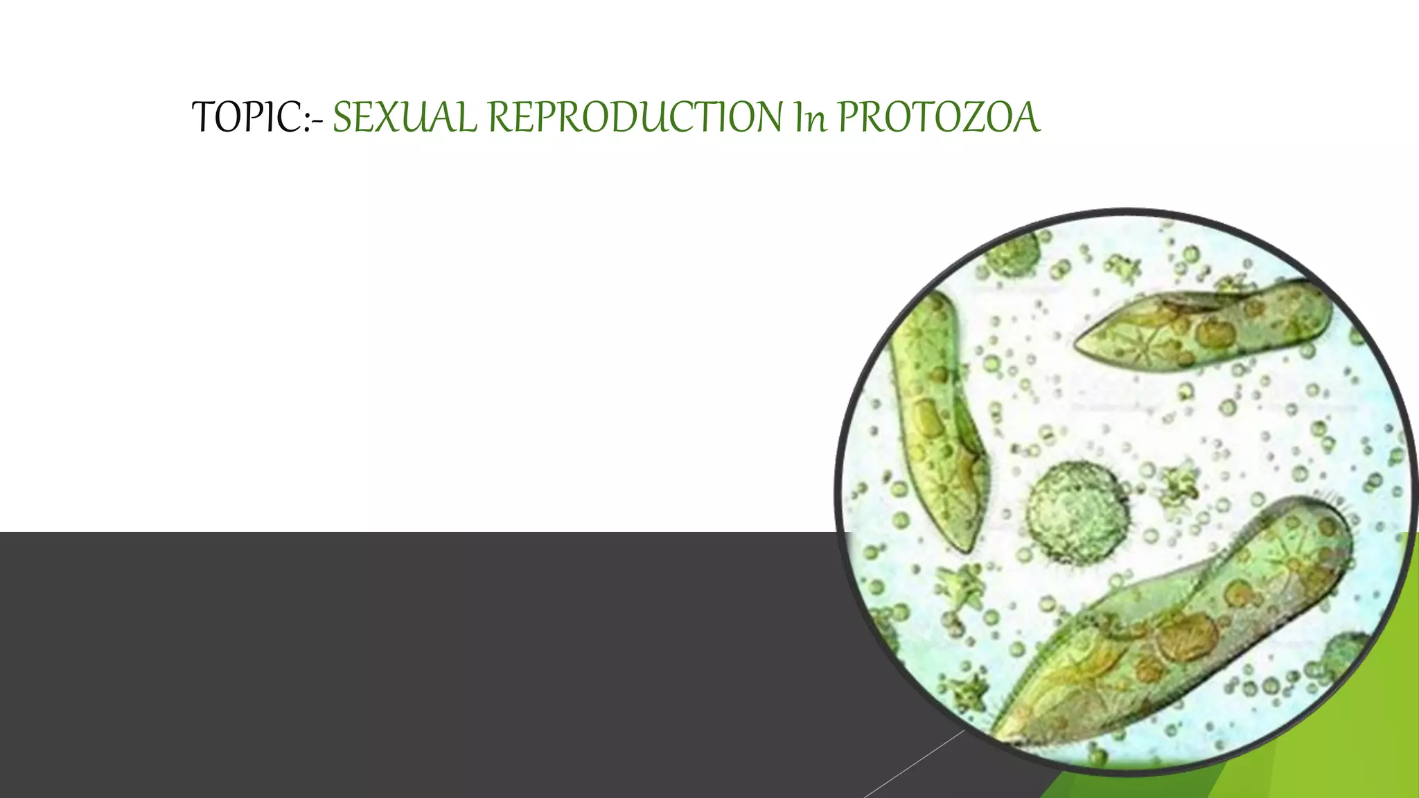 PROTOZOA SEXUAL REPRODUCTION.pptx