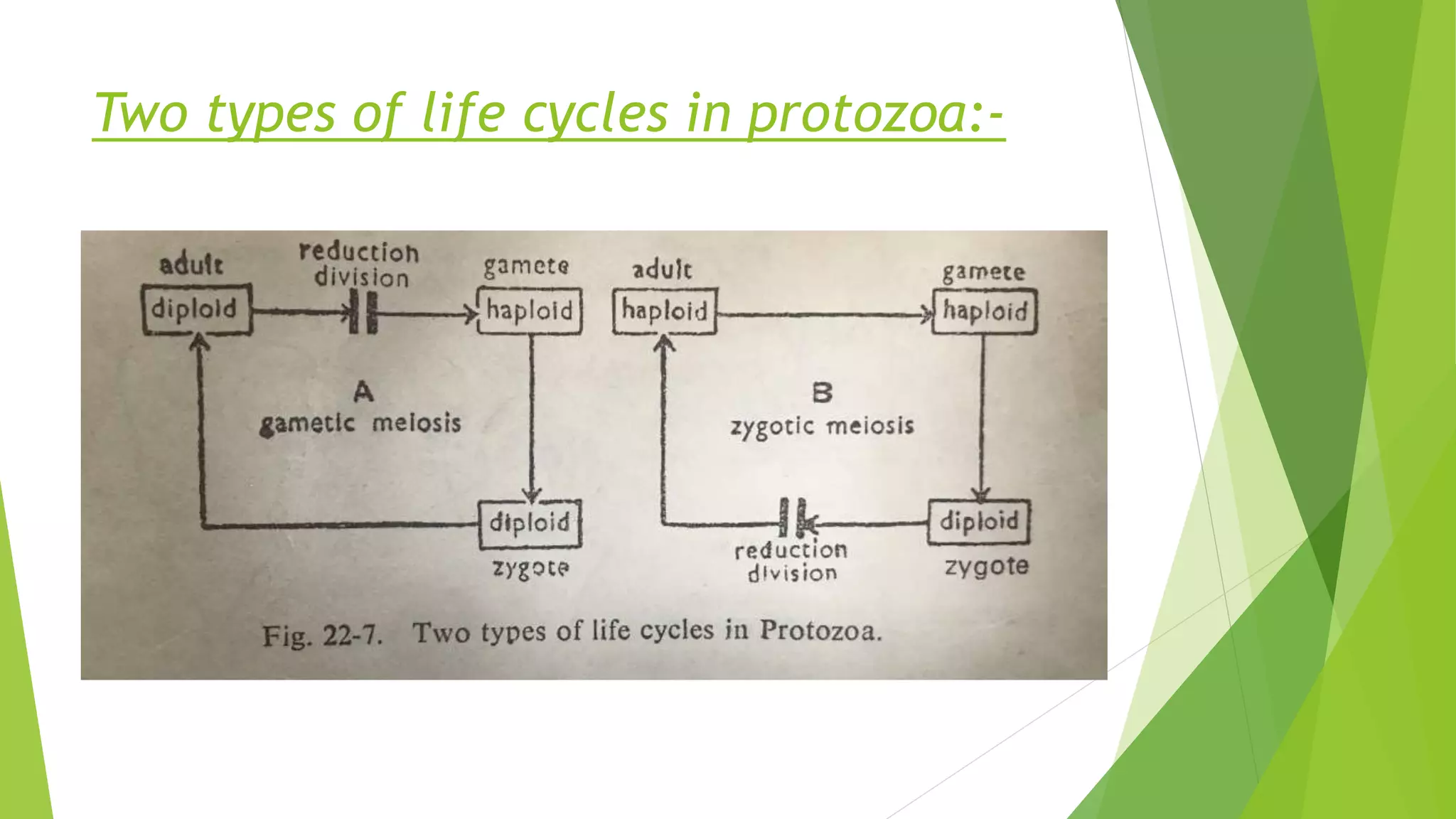 PROTOZOA SEXUAL REPRODUCTION.pptx
