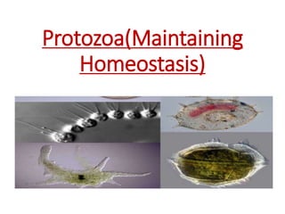 Protozoa(Maintaining
Homeostasis)
 