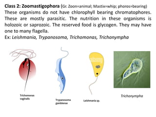 Class 2: Zoomastigophora (Gr. Zoon=animal; Mastix=whip; phoros=bearing)
These organisms do not have chlorophyll bearing chromatophores.
These are mostly parasitic. The nutrition in these organisms is
holozoic or saprozoic. The reserved food is glycogen. They may have
one to many flagella.
Ex: Leishmania, Trypanosoma, Trichomonas, Trichonympha
Trichonympha
 