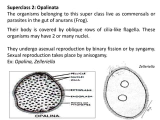 Superclass 2: Opalinata
The organisms belonging to this super class live as commensals or
parasites in the gut of anurans (Frog).
Their body is covered by oblique rows of cilia-like flagella. These
organisms may have 2 or many nuclei.
They undergo asexual reproduction by binary fission or by syngamy.
Sexual reproduction takes place by anisogamy.
Ex: Opalina, Zelleriella
Zelleriella
 