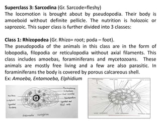 Superclass 3: Sarcodina (Gr. Sarcode=fleshy)
The locomotion is brought about by pseudopodia. Their body is
amoeboid without definite pellicle. The nutrition is holozoic or
saprozoic. This super class is further divided into 3 classes:
Class 1: Rhizopodea (Gr. Rhizo= root; poda – foot).
The pseudopodia of the animals in this class are in the form of
lobopodia, filopodia or reticulopodia without axial filaments. This
class includes amoebas, foraminiferans and mycetozoans. These
animals are mostly free living and a few are also parasitic. In
foraminiferans the body is covered by porous calcareous shell.
Ex: Amoeba, Entamoeba, Elphidium
 