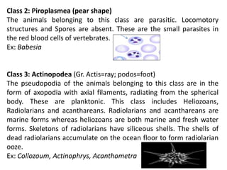 Class 2: Piroplasmea (pear shape)
The animals belonging to this class are parasitic. Locomotory
structures and Spores are absent. These are the small parasites in
the red blood cells of vertebrates.
Ex: Babesia
Class 3: Actinopodea (Gr. Actis=ray; podos=foot)
The pseudopodia of the animals belonging to this class are in the
form of axopodia with axial filaments, radiating from the spherical
body. These are planktonic. This class includes Heliozoans,
Radiolarians and acanthareans. Radiolarians and acanthareans are
marine forms whereas heliozoans are both marine and fresh water
forms. Skeletons of radiolarians have siliceous shells. The shells of
dead radiolarians accumulate on the ocean floor to form radiolarian
ooze.
Ex: Collozoum, Actinophrys, Acanthometra
 