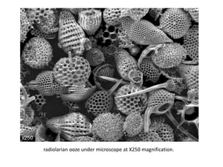 radiolarian ooze under microscope at X250 magnification.
 