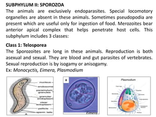 SUBPHYLUM II: SPOROZOA
The animals are exclusively endoparasites. Special locomotory
organelles are absent in these animals. Sometimes pseudopodia are
present which are useful only for ingestion of food. Merozoites bear
anterior apical complex that helps penetrate host cells. This
subphylum includes 3 classes:
Class 1: Telosporea
The Sporozoites are long in these animals. Reproduction is both
asexual and sexual. They are blood and gut parasites of vertebrates.
Sexual reproduction is by isogamy or anisogamy.
Ex: Monocyctis, Eimera, Plasmodium
Eimera
 
