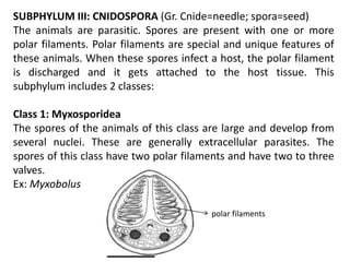 SUBPHYLUM III: CNIDOSPORA (Gr. Cnide=needle; spora=seed)
The animals are parasitic. Spores are present with one or more
polar filaments. Polar filaments are special and unique features of
these animals. When these spores infect a host, the polar filament
is discharged and it gets attached to the host tissue. This
subphylum includes 2 classes:
Class 1: Myxosporidea
The spores of the animals of this class are large and develop from
several nuclei. These are generally extracellular parasites. The
spores of this class have two polar filaments and have two to three
valves.
Ex: Myxobolus
polar filaments
 