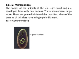 Class 2: Microsporidea
The spores of the animals of this class are small and are
developed from only one nucleus. These spores have single
valve. These are generally intracellular parasites. Many of the
animals of this class have a single polar filament.
Ex: Nosema bombycis
polar filament
 