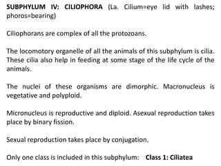 SUBPHYLUM IV: CILIOPHORA (La. Cilium=eye lid with lashes;
phoros=bearing)
Ciliophorans are complex of all the protozoans.
The locomotory organelle of all the animals of this subphylum is cilia.
These cilia also help in feeding at some stage of the life cycle of the
animals.
The nuclei of these organisms are dimorphic. Macronucleus is
vegetative and polyploid.
Micronucleus is reproductive and diploid. Asexual reproduction takes
place by binary fission.
Sexual reproduction takes place by conjugation.
Only one class is included in this subphylum: Class 1: Ciliatea
 