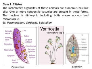 Class 1: Ciliatea
The locomotory organelles of these animals are numerous hair-like
cilia. One or more contractile vacuoles are present in these forms.
The nucleus is dimorphic including both macro nucleus and
micronucleus.
Ex: Paramoecium, Vorticella, Balatidium
Paramoecium Balatidium
 