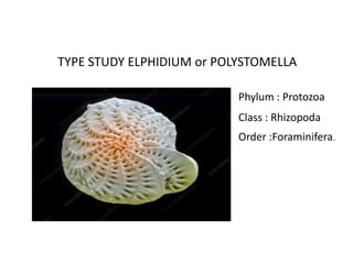 TYPE STUDY ELPHIDIUM or POLYSTOMELLA
Phylum : Protozoa
Class : Rhizopoda
Order :Foraminifera.
 