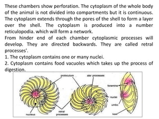 These chambers show perforation. The cytoplasm of the whole body
of the animal is not divided into compartments but it is continuous.
The cytoplasm extends through the pores of the shell to form a layer
over the shell. The cytoplasm is produced into a number
reticulopodia. which will form a network.
From hinder end of each chamber cytoplasmic processes will
develop. They are directed backwards. They are called retral
processes'.
1. The cytoplasm contains one or many nuclei.
2. Cytoplasm contains food vacuoles which takes up the process of
digestion.
 