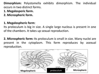 Dimorphism: Polystomella exhibits dimorphism. The individual
occurs in two distinct forms.
1. Megalosperic form.
2. Microspheric form.
1. Megalospheric form:
Its proloculum is big in size. A single large nucleus is present in one
of the chambers. It takes up sexual reproduction.
2. Microspheric form: Its proloculum is small in size. Many nuclei are
present in the cytoplasm. This form reproduces by asexual
reproduction.
proloculum
Megalospheric Microspheric
 