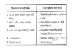 ( granular endoplasmic
reticulum)
 