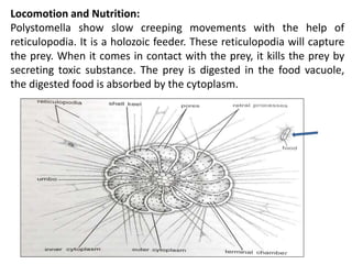 Locomotion and Nutrition:
Polystomella show slow creeping movements with the help of
reticulopodia. It is a holozoic feeder. These reticulopodia will capture
the prey. When it comes in contact with the prey, it kills the prey by
secreting toxic substance. The prey is digested in the food vacuole,
the digested food is absorbed by the cytoplasm.
 