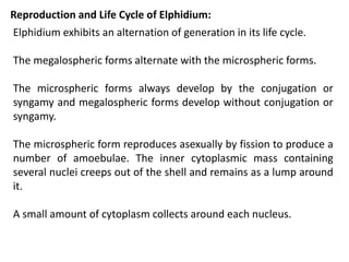 Reproduction and Life Cycle of Elphidium:
Elphidium exhibits an alternation of generation in its life cycle.
The megalospheric forms alternate with the microspheric forms.
The microspheric forms always develop by the conjugation or
syngamy and megalospheric forms develop without conjugation or
syngamy.
The microspheric form reproduces asexually by fission to produce a
number of amoebulae. The inner cytoplasmic mass containing
several nuclei creeps out of the shell and remains as a lump around
it.
A small amount of cytoplasm collects around each nucleus.
 